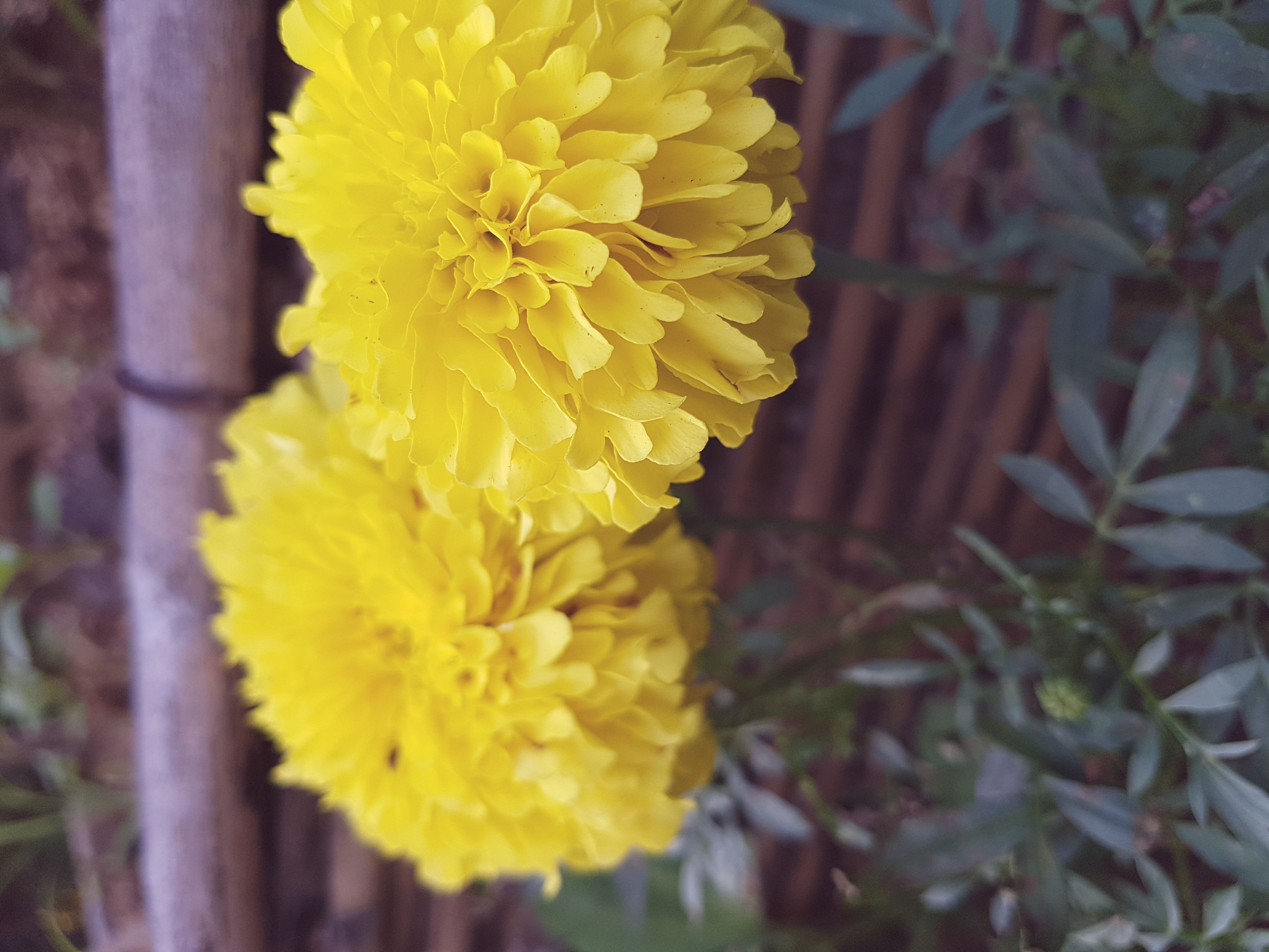 A photograph of a flower taken by me